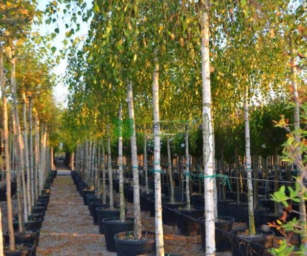Betula pendula youngii (BETULACEAE)