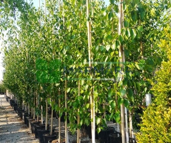 Betula utilis var. jacquemontii (BETULACEAE)