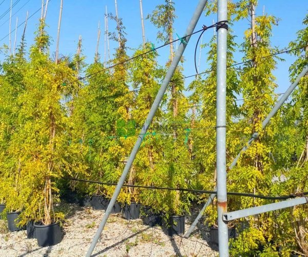 Bignonia (Campsis) grandiflora (BIGNONIACEAE)