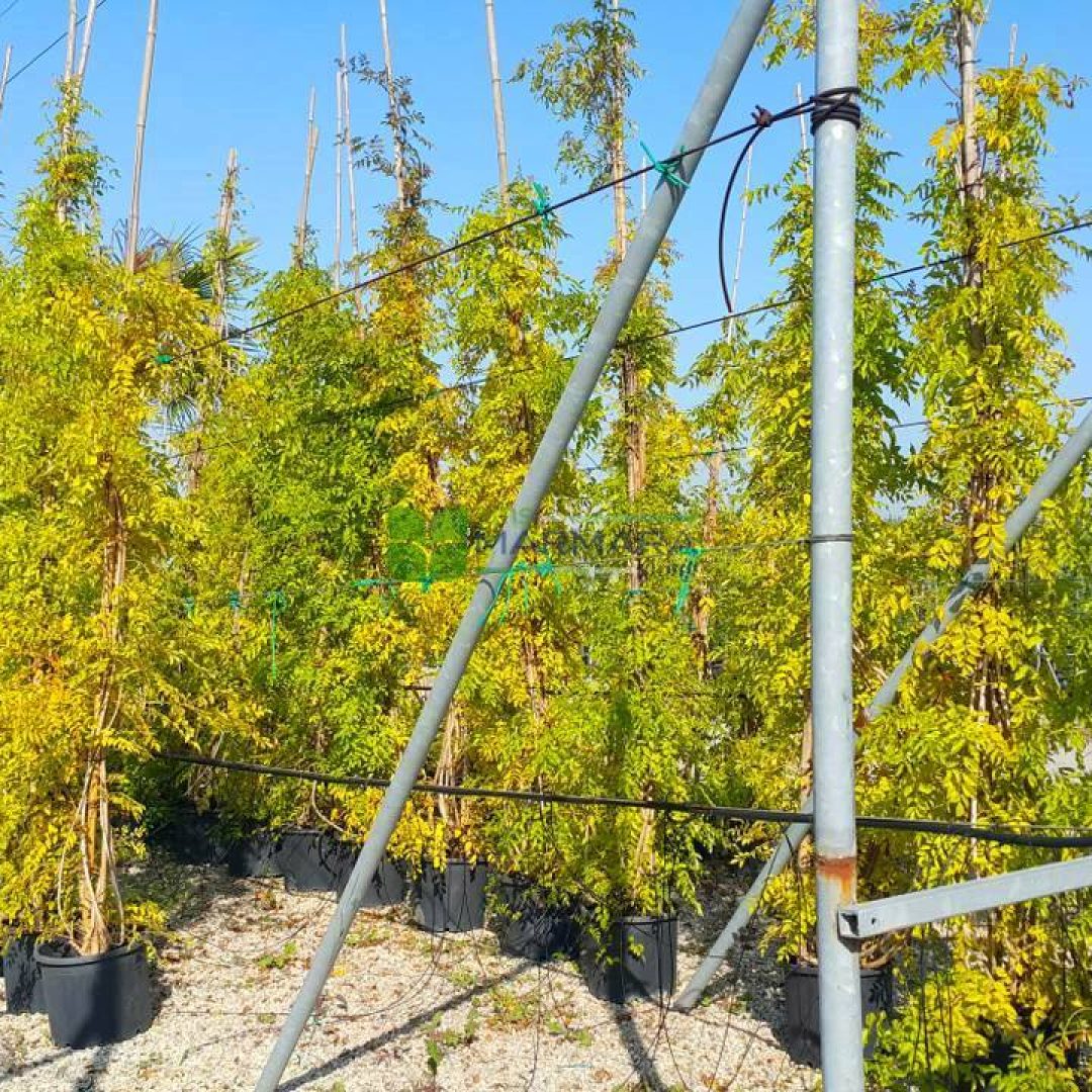 Bignonia (Campsis) grandiflora (BIGNONIACEAE)
