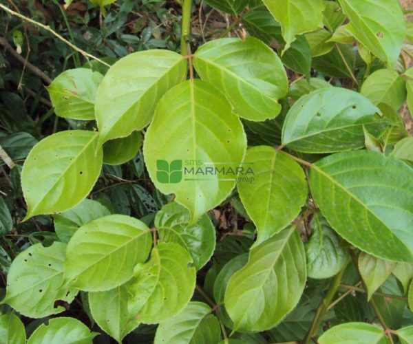 Bischofia javanica (EUPHORBIACEAE)