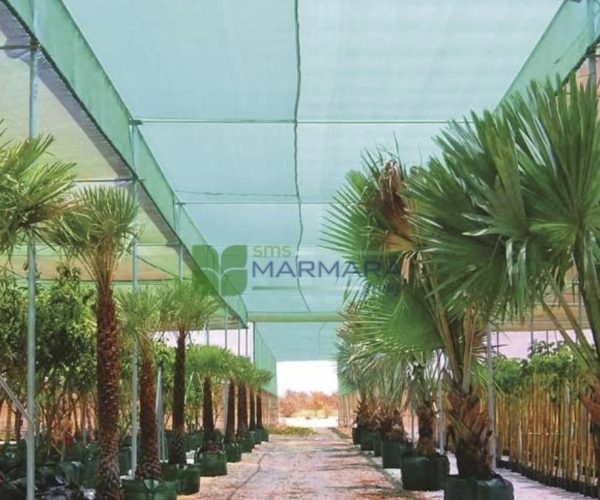 Bismarckia nobilis (ARECACEAE)