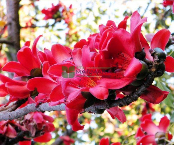 Bombax ceiba (MALVACEAE)