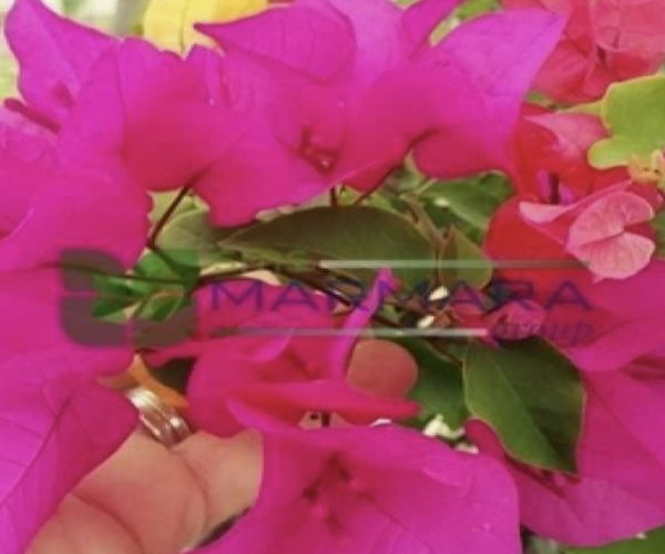 Bougainvillea glabra (NYCTAGINACEAE)