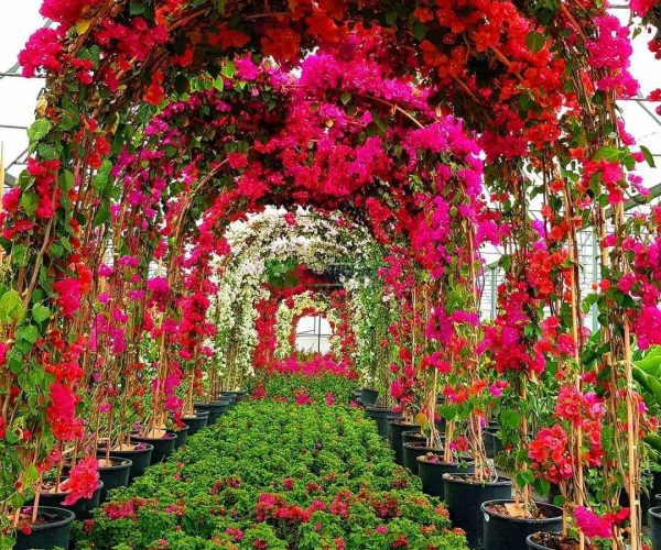 Bougainvillea glabra arco shaped (NYCTAGINACEAE)