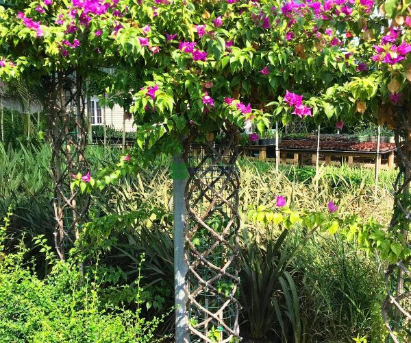 Bougainvillea glabra cage shaped (NYCTAGINACEAE)