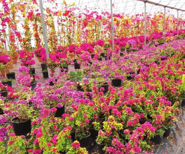 Bougainvillea glabra climber (NYCTAGINACEAE)