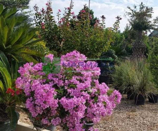 Bougainvillea spectabilis (NYCTAGINACEAE)