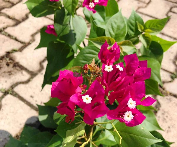 Bougainvillea vera deep purple (NYCTAGINACEAE)