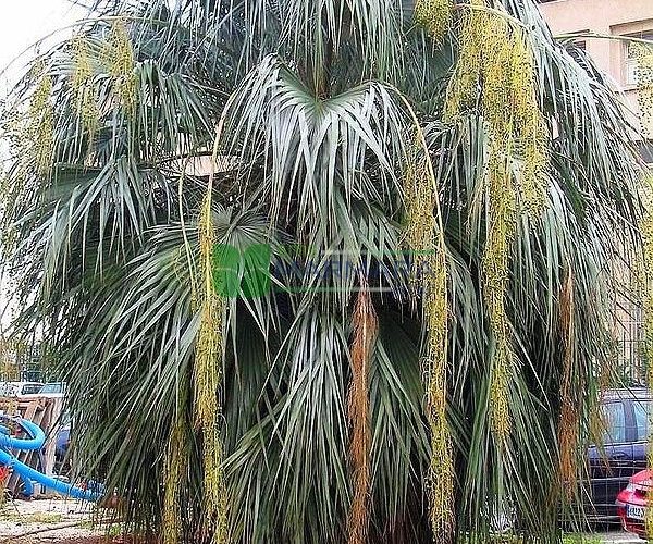 Brahea armata (ARECACEAE)