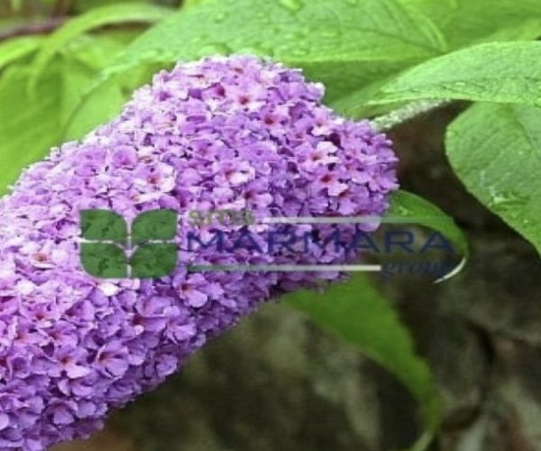 Buddleja davidii (SCROPHULARIACEAE)