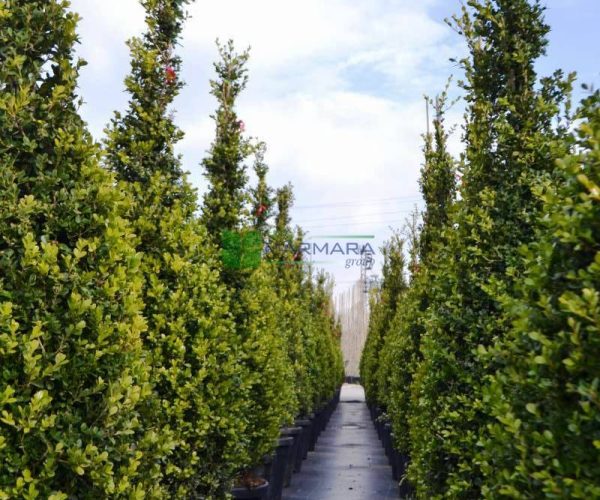 Buxus microphylla cone (BUXACEAE)