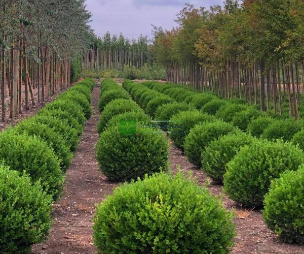 Buxus microphylla rotundifolia (BUXACEAE)