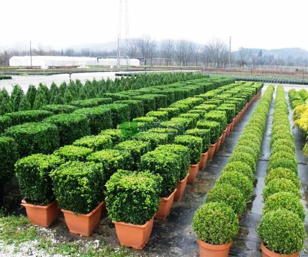 Buxus sempervirens cube (BUXACEAE)