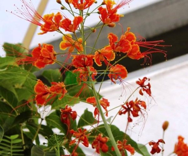 Caesalpinia pulcherrima (Poinciana pulcherrima) (CAESALPINIACEAE)