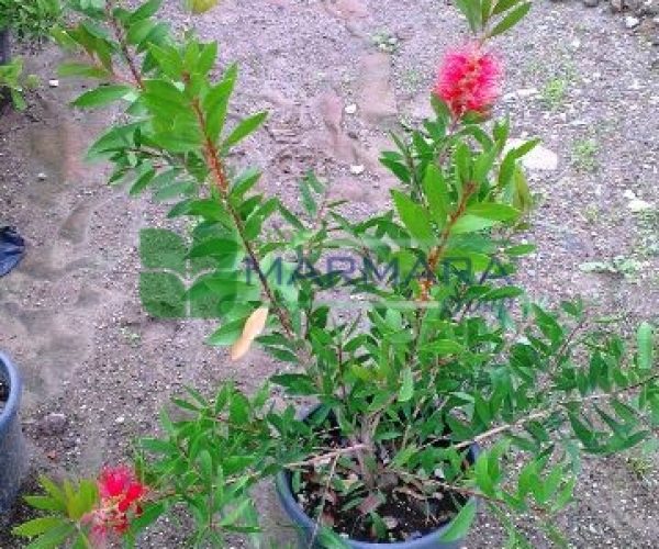 Callistemon laevis bush (MYRTACEAE)
