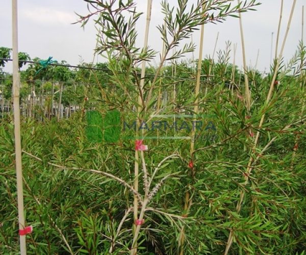 Callistemon viminalis bush (MYRTACEAE)