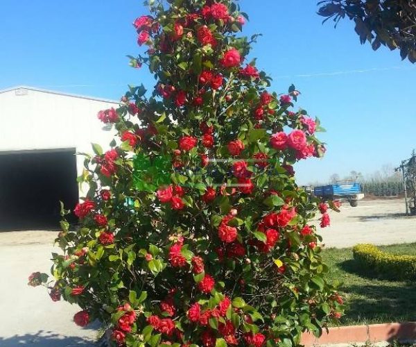 Camellia japonica (THEACEAE)