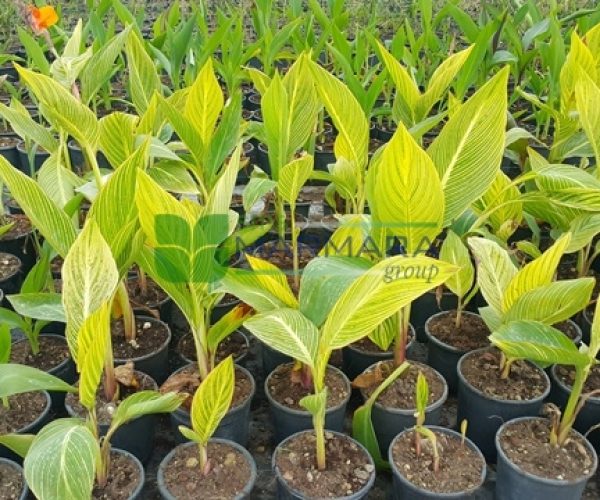Canna americanallis variegata (Canna pretoria) (CANNACEAE)