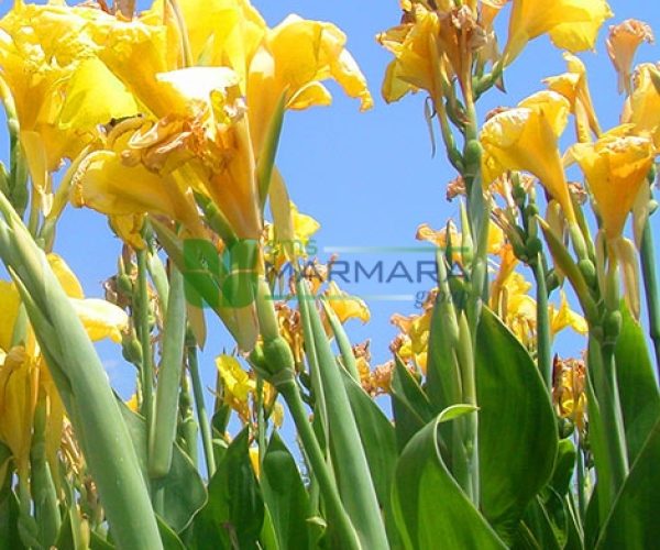 Canna indica (CANNACEAE)