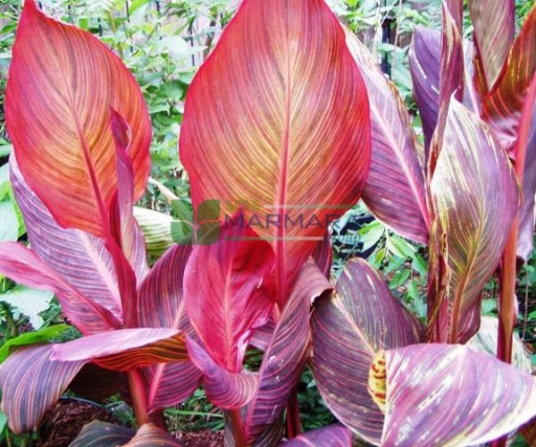 Canna indica variegata purpurea (CANNACEAE)