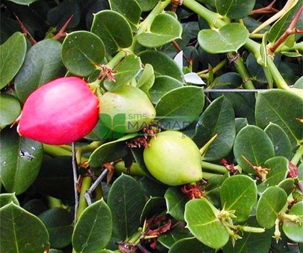 Carissa macrocarpa prostrata (Carissa grandiflora) (APOCYNACEAE)