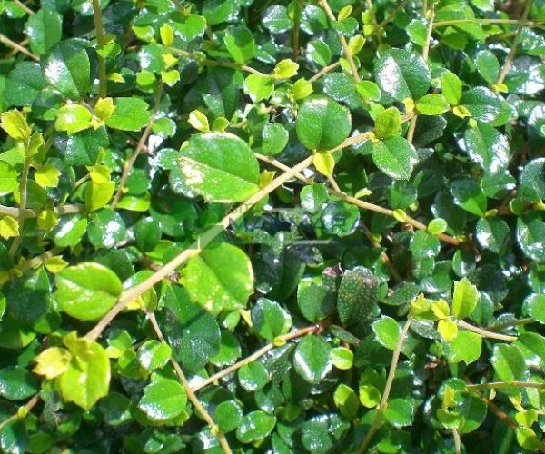 Carmona microphylla retusa (BORAGINACEAE)