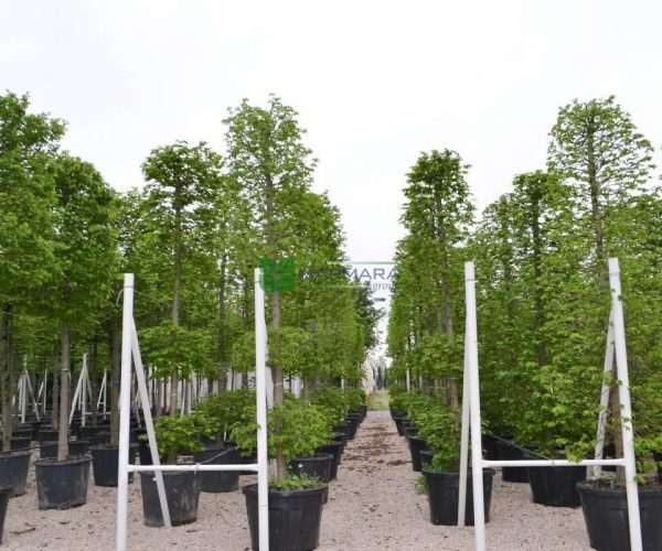 Carpinus betulus 3 ball (BETULACEAE)