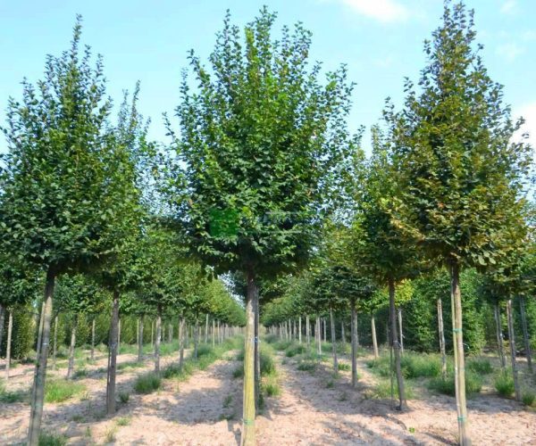 Carpinus betulus (BETULACEAE)