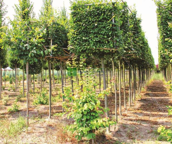 Carpinus betulus cube-blockform (BETULACEAE)