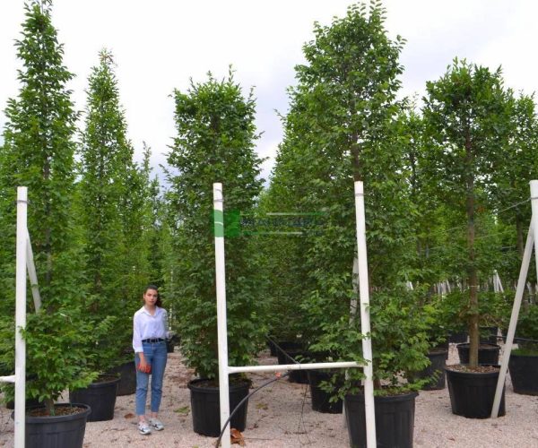 Carpinus betulus cylinder (BETULACEAE)