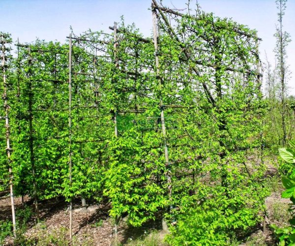 Carpinus betulus espalier (BETULACEAE)