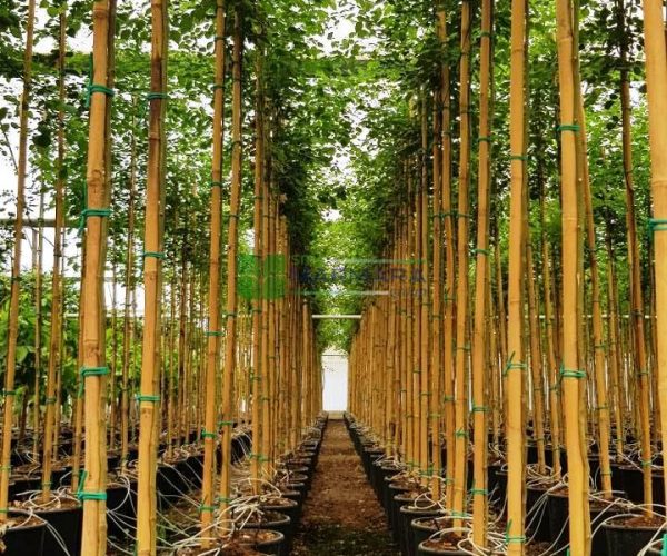 Dalbergia sissoo (FABACEAE)