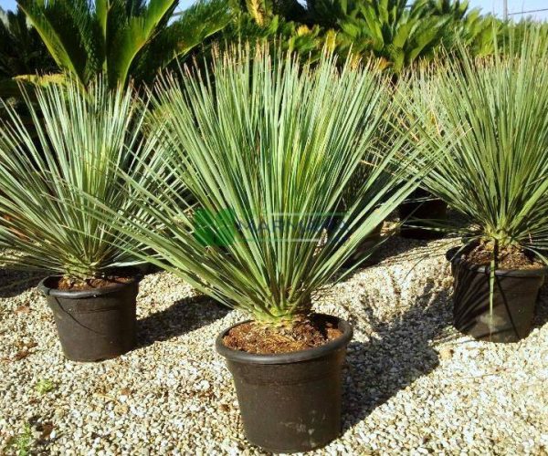 Dasylirion serratifolium (Yucca serratifolia) (ASPARAGACEAE)