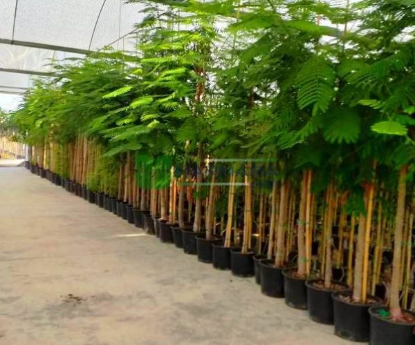 Delonix regia (CAESALPINIACEAE)