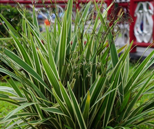Dianella tasmanica variegata (ASPHODELACEAE)