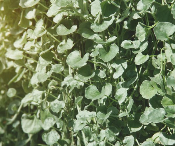 Dichondra argentea silver falls (CONVOLVULACEAE)
