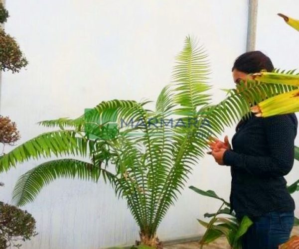 Dioon spinulosum (ZAMIACEAE)