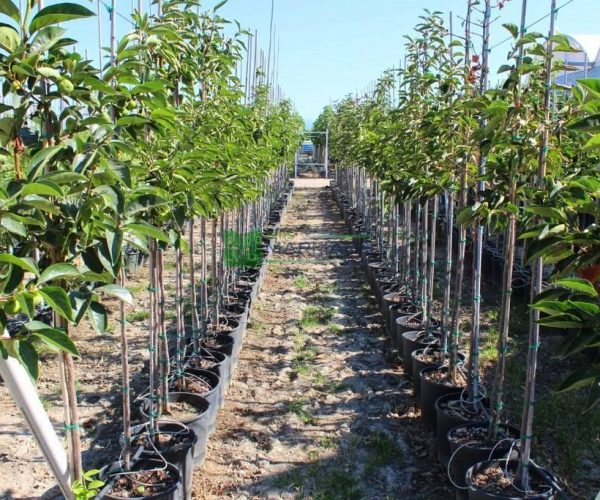 Diospyros kaki (EBENACEAE)