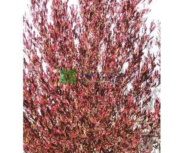 Dodonaea viscosa purpurea (SAPINDACEAE)