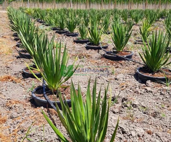 Dracaena draco (ASPARAGACEAE)