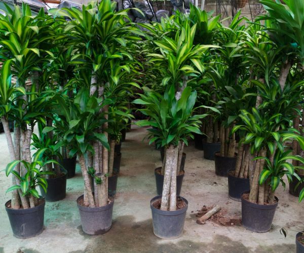 Dracaena fragrans massangeana (Cordyline) (ASPARAGACEAE)