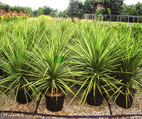 Dracaena indivisa (Cordyline indivisa) (ASPARAGACEAE)