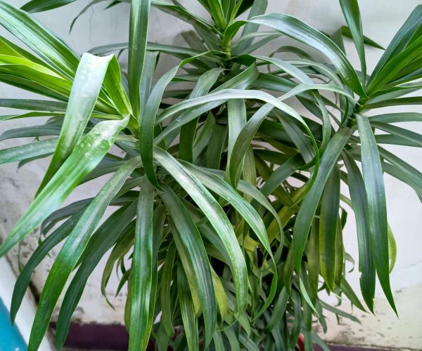 Dracaena marginata (ASPARAGACEAE)