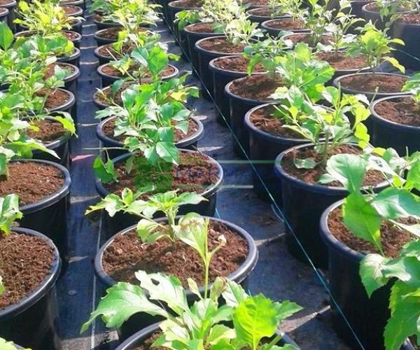 Duranta repens (Duranta erecta) (VERBENACEAE)