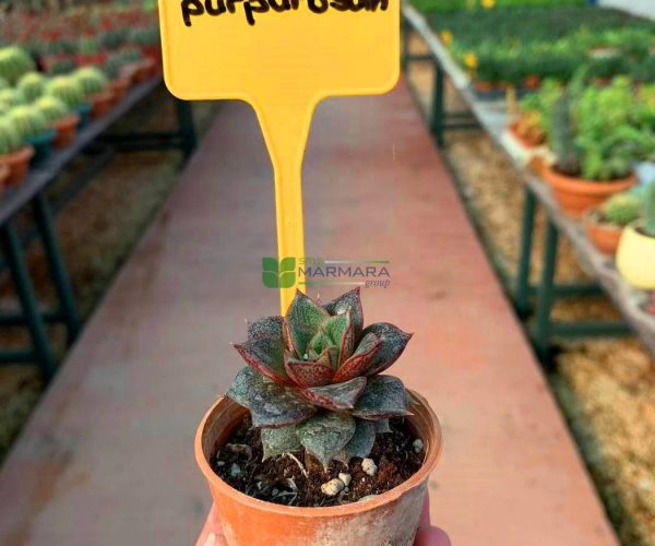 Echeveria purpurosum (CRASSULACEAE)