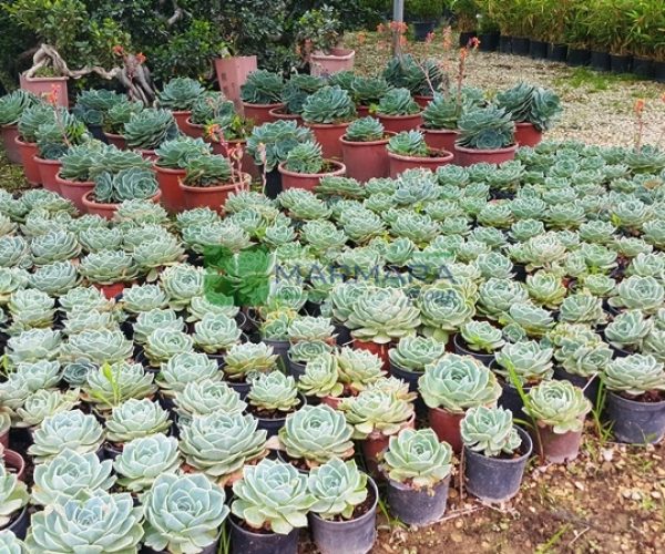 Echeveria secunda var. glauca (CRASSULACEAE)