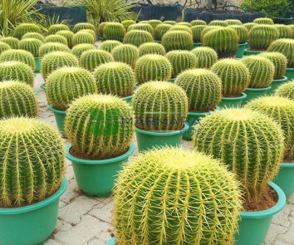 Echinocactus grusonii (CACTACEAE)