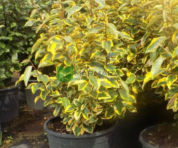 Elaeagnus ebbingei gilt edge (ELAEAGNACEAE)