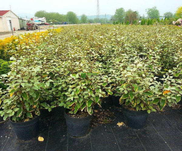 Elaeagnus pungens maculata aurea (ELAEAGNACEAE)